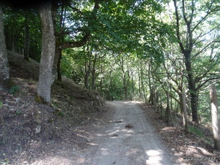 Malabotta Faggita